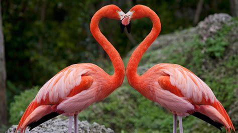 Flamingos in florida. Things To Know About Flamingos in florida. 